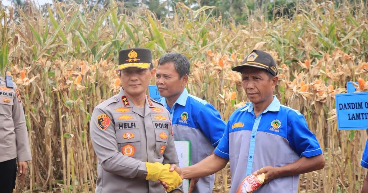 Kapolda Lampung Pimpin Panen Raya Jagung Kuartal IV, Produksi Tembus 86 Ribu Ton.