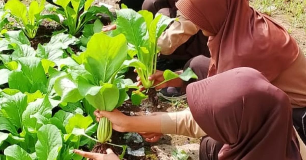 SDNegri 2 Sidorejo Memanfaatkan Lahan Kosong  Menjadi Kebun.