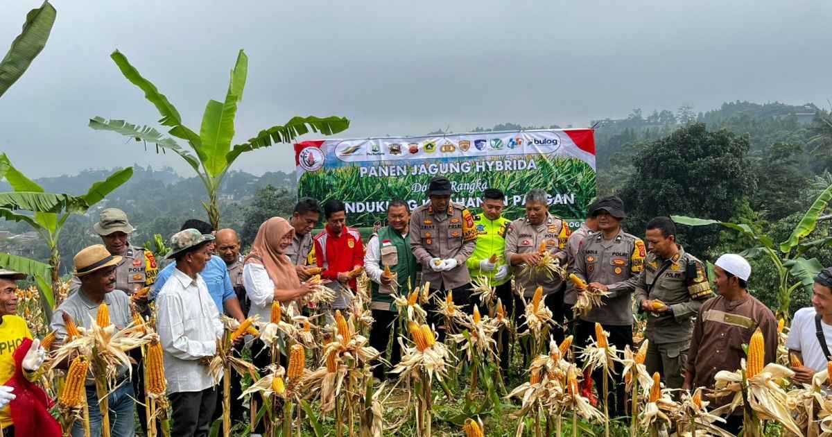 Kapolsek Babakan Madang Polres Bogor Panen Jagung Bersama Petani Jagung Bojong Koneng