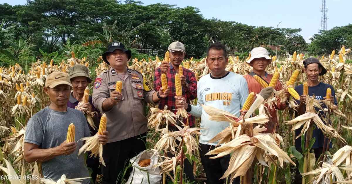 Polsek Babakan Madang Bersama Poktan Pancar Harapan Panen Jagung