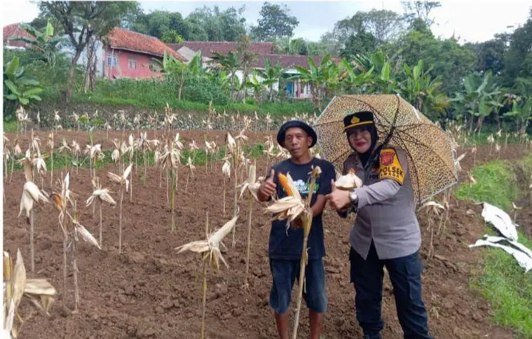Polsek Dramaga Giat Panen Jagung Hibrida Gugus Tugas Polri Mendukung Ketahanan Pangan Asta Cita Di Wilayah Hukum Kec Dramaga